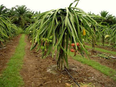 Cultivo de Pitahaya Manejo agronómico del cultivo de Pitahaya