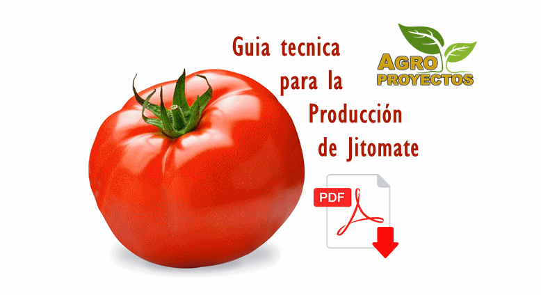 Manual para la produccion de jitomate