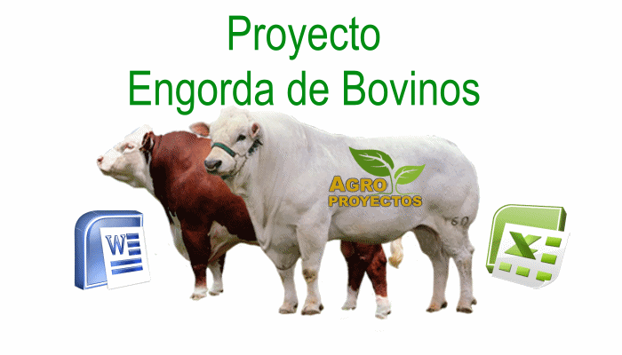 Proyecto de engorda de becerros estabulados