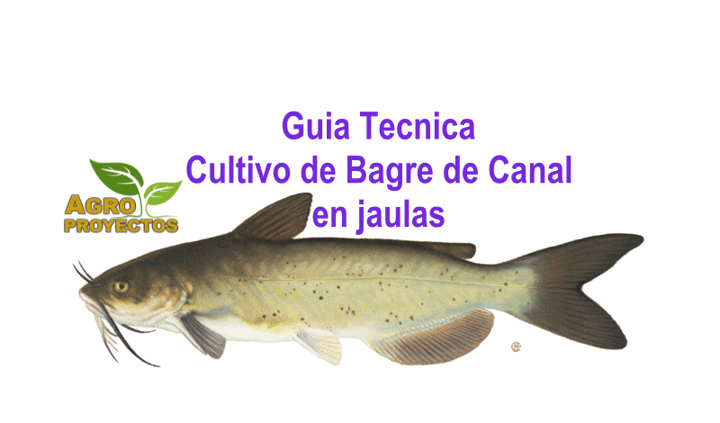 Cultivo de bagre de canal en jaulas
