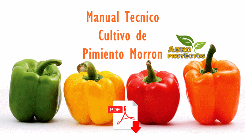 Cultivo de pimiento morron