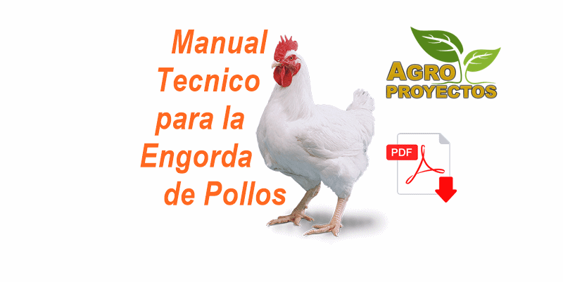 Manual para la engorda de pollos