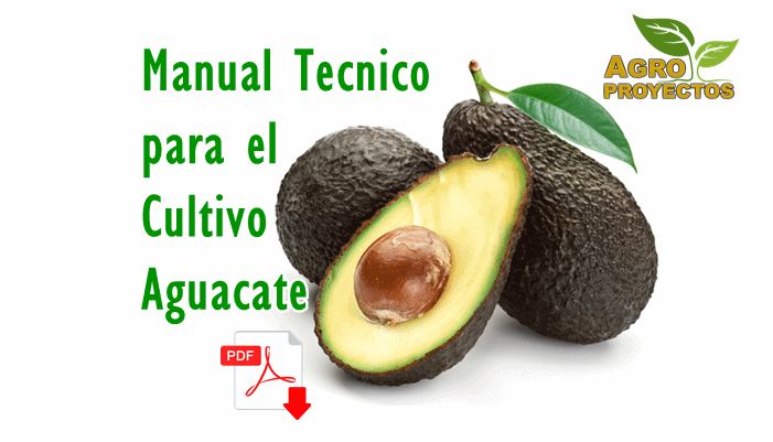 Guia para el cultivo de aguacate hass