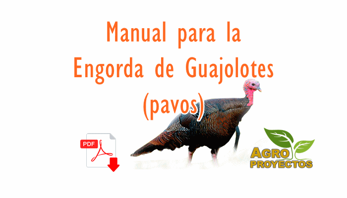 Engorda de guajolotes o pavos