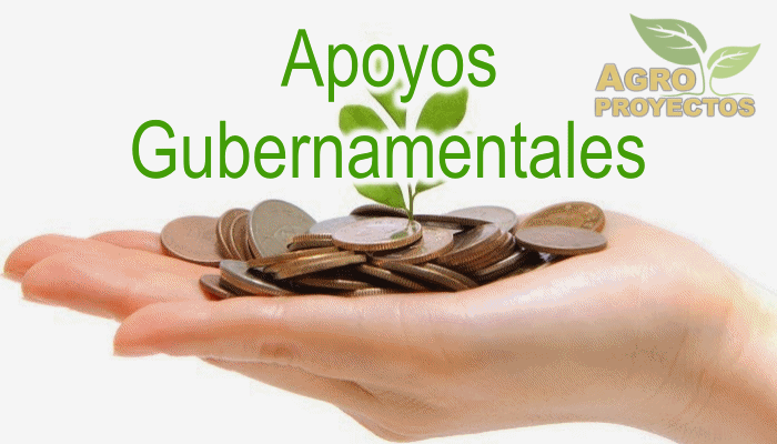 Dependencias de apoyos gubernamentales para proyectos