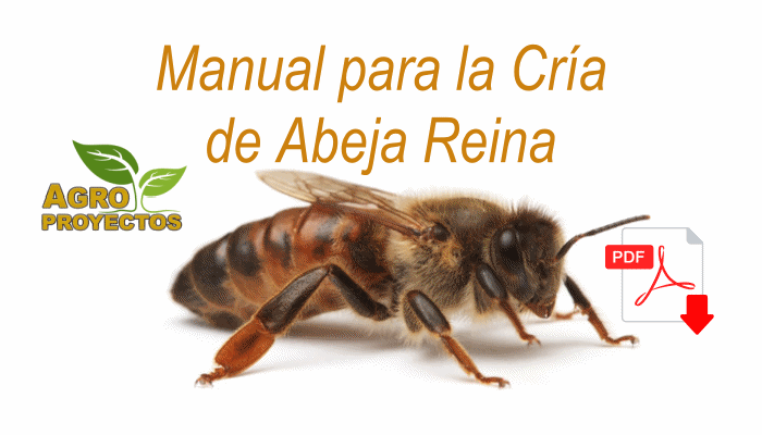 Guia para la produccion de Abejas Reina