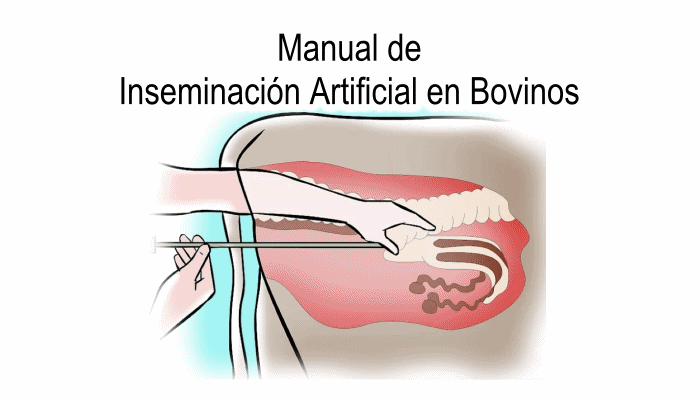 Inseminacion artificial en bovinos